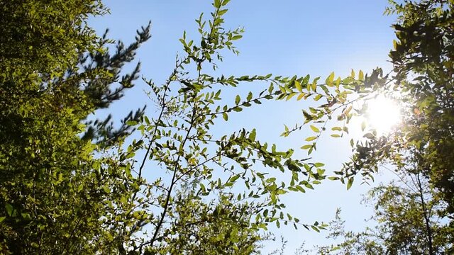 paneo de copas de arboles nativos en bosque con el sol y cielo azul 