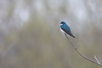  tree swallow (Tachycineta bicolor) in spring