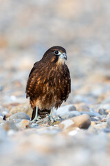 Immature Kārearea New Zealand Falcon
