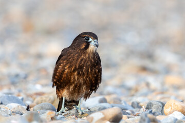 Fototapeta premium Immature Kārearea New Zealand Falcon