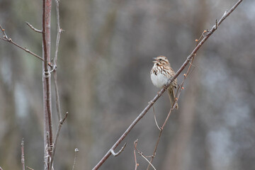 The song sparrow (Melospiza melodia)