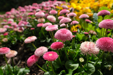 Close-up of Bellis perennis - Pomponette aka English Daisy. Selective focus. Spring flower bed image. © DK Photography