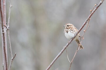 The song sparrow (Melospiza melodia)