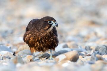 Immature Kārearea New Zealand Falcon