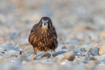 Immature Kārearea New Zealand Falcon