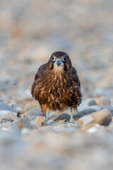 Immature Kārearea New Zealand Falcon