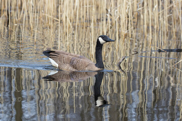 The Canada goose (Branta canadensis) 