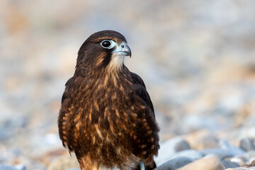 Immature Kārearea New Zealand Falcon