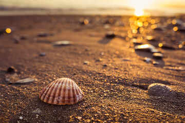 close up on a small shell at sunset on the Torre de Benagalbon beach in Andalusia, Spain