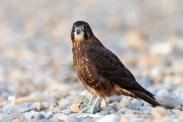 Immature Kārearea New Zealand Falcon