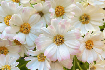 Natural background for your projects from flowers of white chamomile.  Natural beauty concept.