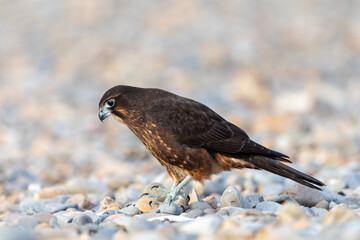 Immature Kārearea New Zealand Falcon