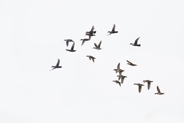 wood ducks in spring