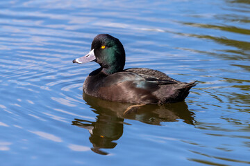 New Zealand Scaup