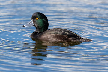 New Zealand Scaup