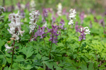 Corydalis cava bulbous hollowroot flowers in bloom, colorful purple violet white flowering springtime plants