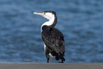 Pied Shag Cormorant in New Zealand