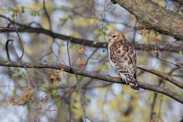 red shouldered hawk (Buteo lineatus) with prey - brown snake or De Kay's snake