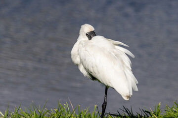 Royal Spoonbill in New Zealand