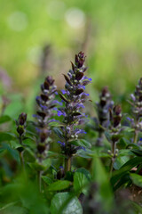 Ajuga reptans blue bugle flowering sprintime plants, group of bugleweed flowers in bloom