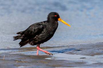 Variable Oystercatcher in New Zealand