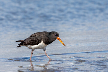 Variable Oystercatcher in New Zealand