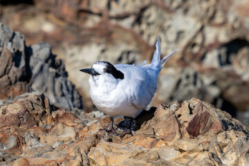 White-fronted Tern in New Zealand