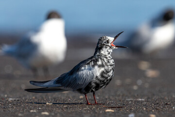 White-winged Black Tern in intermediate plumage in New Zealand