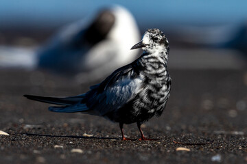 White-winged Black Tern in intermediate plumage in New Zealand