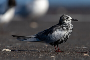 White-winged Black Tern in intermediate plumage in New Zealand