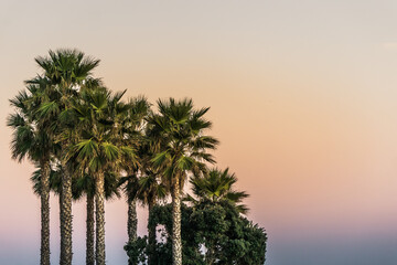 Obraz premium Palm trees at sunset on the Torre de Benagalbon beach in Andalusia, Spain