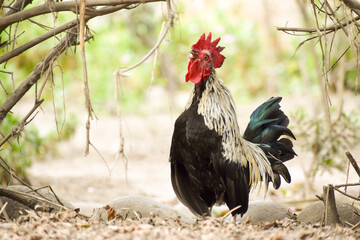 gallo enano cantando al amanecer en la chacra de mi casa