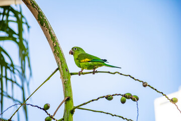 Um perequito verde em um ramo de coqueiro com céu azul ao fundo.