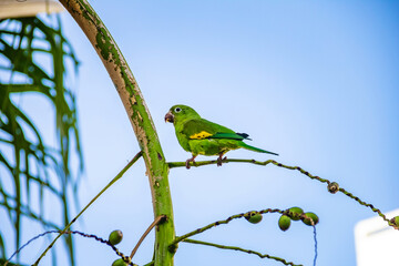 Um perequito verde em um ramo de coqueiro com céu azul ao fundo.
