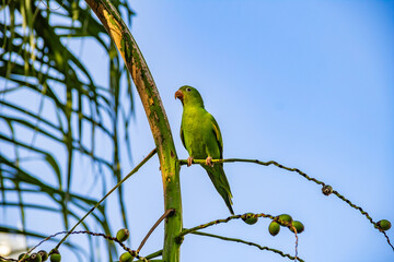 Um perequito verde em um ramo de coqueiro com céu azul ao fundo.