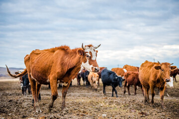 A group of cows is walking on the ground in the field. The field is part of agricultural land. It's a spring day in Russia. Herd of cows looks in the field in spring 