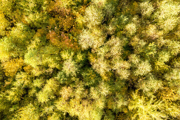 Top down aerial view of green and yellow canopies in autumn forest with many fresh trees.