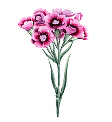 A bouquet of small garden carnations with buds, blossoming flowers on stems with green leaves. Hand drawn watercolor on white background.