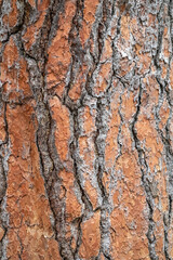 Bark of pine tree. Natural coniferous bark background