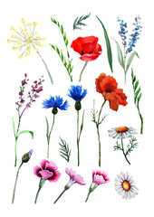 Fototapeta na wymiar Set of wild flowers poppy, cornflower, chamomile, tansy, carnation, lulu herbs, leaves and buds. Hand drawn watercolor isolated elements on white background for design of cards, wedding invitations.