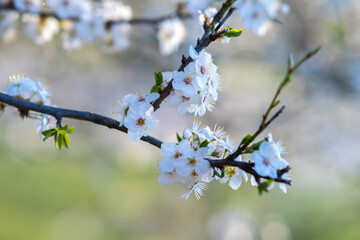 Fruit tree twigs with blooming white and pink petal flowers in spring garden.