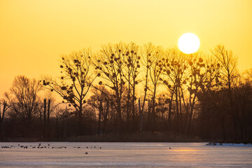 Fototapeta premium Bright yellow setting sun behind black bate trees.
