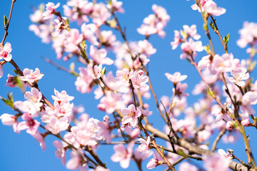 Fruit tree twigs with blooming white and pink petal flowers in spring garden.