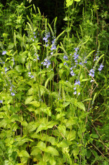 In nature, among the herbs grows veronica teucrium