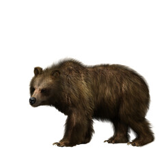 Fototapeta premium 3D illustration of a brown bear viewed from the side isolated on white.