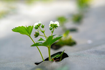 Closeup of small green strawberry plants with white flowers growing outdoors in summer garden.