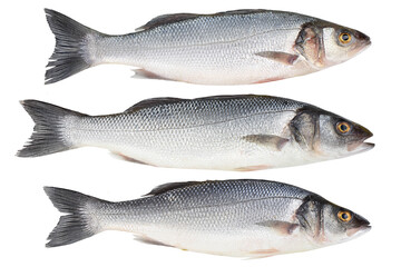 Sea bass fich isolated on white background with clipping path. Top view. Flat lay