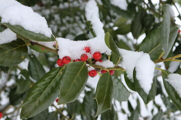 berries in snow