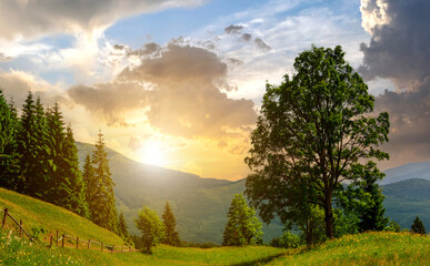 Big green tree growing on grass meadow in mountains at sunset.