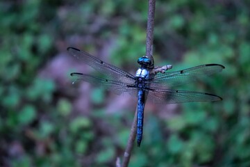 blue dragon fly